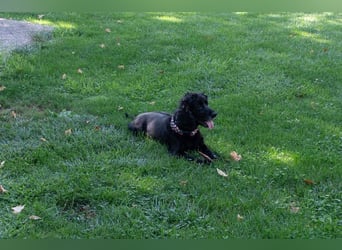 Hübscher ODIN-freundlicher,ruhiger,menschenbezogener liebenswerter Bub sucht noch einmal ein Zuhause