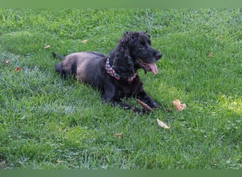 Hübscher ODIN-freundlicher,ruhiger,menschenbezogener liebenswerter Bub sucht noch einmal ein Zuhause
