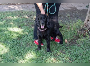 Hübscher ODIN-freundlicher,ruhiger,menschenbezogener liebenswerter Bub sucht noch einmal ein Zuhause