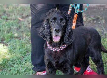Hübscher ODIN-freundlicher,ruhiger,menschenbezogener liebenswerter Bub sucht noch einmal ein Zuhause