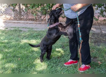 Hübscher ODIN-freundlicher,ruhiger,menschenbezogener liebenswerter Bub sucht noch einmal ein Zuhause