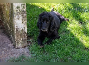 Hübscher ODIN-freundlicher,ruhiger,menschenbezogener liebenswerter Bub sucht noch einmal ein Zuhause