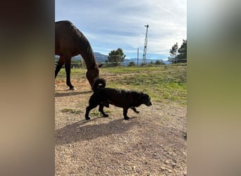 COCKE-verschmust, anhänglich, verspielt und sehr fit, sucht seine liebevolle Für-immer-Familie