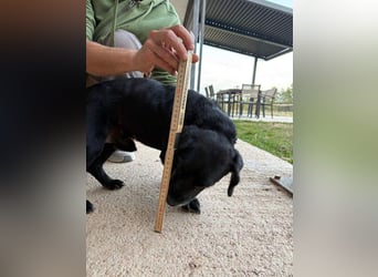 COCKE-verschmust, anhänglich, verspielt und sehr fit, sucht seine liebevolle Für-immer-Familie