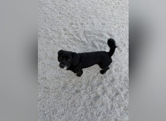 COCKE-verschmust, anhänglich, verspielt und sehr fit, sucht seine liebevolle Für-immer-Familie