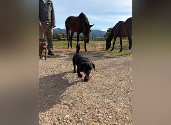 COCKE-verschmust, anhänglich, verspielt und sehr fit, sucht seine liebevolle Für-immer-Familie