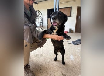 COCKE-verschmust, anhänglich, verspielt und sehr fit, sucht seine liebevolle Für-immer-Familie