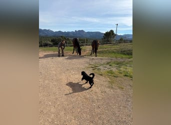 COCKE-verschmust, anhänglich, verspielt und sehr fit, sucht seine liebevolle Für-immer-Familie