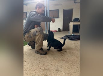 COCKE-verschmust, anhänglich, verspielt und sehr fit, sucht seine liebevolle Für-immer-Familie