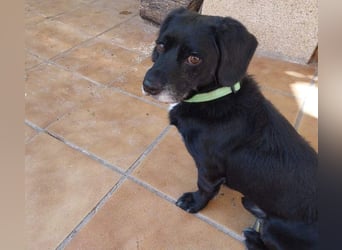 COCKE-verschmust, anhänglich, verspielt und sehr fit, sucht seine liebevolle Für-immer-Familie