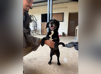 COCKE-verschmust, anhänglich, verspielt und sehr fit, sucht seine liebevolle Für-immer-Familie