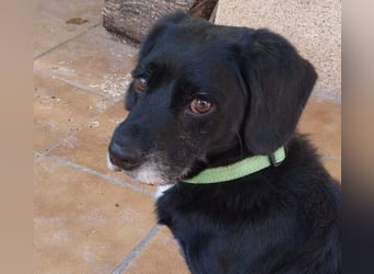 COCKE-verschmust, anhänglich, verspielt und sehr fit, sucht seine liebevolle Für-immer-Familie