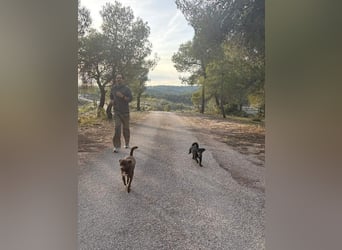 COCKE-verschmust, anhänglich, verspielt und sehr fit, sucht seine liebevolle Für-immer-Familie