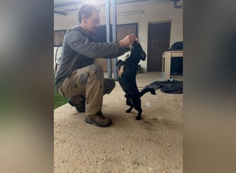 COCKE-verschmust, anhänglich, verspielt und sehr fit, sucht seine liebevolle Für-immer-Familie