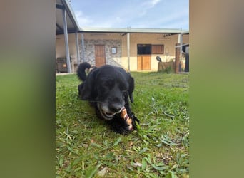 COCKE-verschmust, anhänglich, verspielt und sehr fit, sucht seine liebevolle Für-immer-Familie