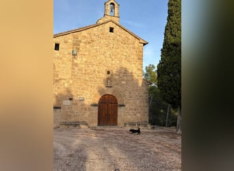 COCKE-verschmust, anhänglich, verspielt und sehr fit, sucht seine liebevolle Für-immer-Familie