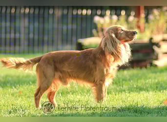 Donn, aufgeschlossener Cocker Spaniel sucht sein Für-Immer-Zuhause