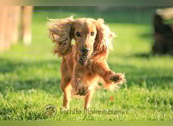 Donn, aufgeschlossener Cocker Spaniel sucht sein Für-Immer-Zuhause