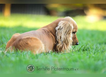 Donn, aufgeschlossener Cocker Spaniel sucht sein Für-Immer-Zuhause