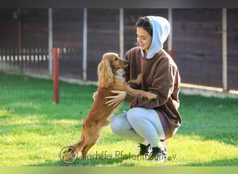 Donn, aufgeschlossener Cocker Spaniel sucht sein Für-Immer-Zuhause