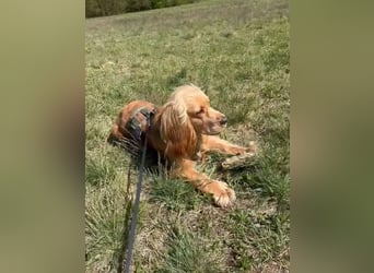 Ronny sucht ein neues Für-immer-Zuhause