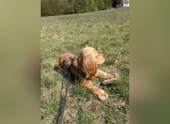Ronny sucht ein neues Für-immer-Zuhause