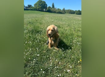 Ronny sucht ein neues Für-immer-Zuhause