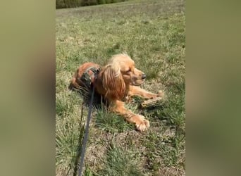Ronny sucht ein neues Für-immer-Zuhause