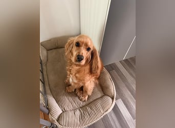 Ronny sucht ein neues Für-immer-Zuhause