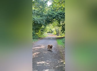 Lotti – bezaubernde Cocker Spaniel-Hündin sucht ihr Für-immer-Zuhause 