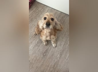 Lotti – bezaubernde Cocker Spaniel-Hündin sucht ihr Für-immer-Zuhause 