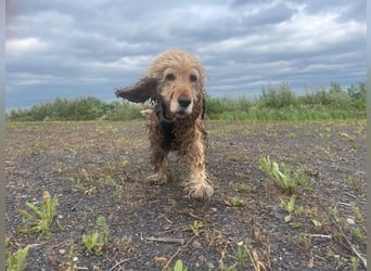 Lotti – bezaubernde Cocker Spaniel-Hündin sucht ihr Für-immer-Zuhause 