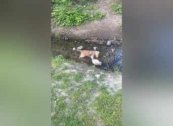 Lotti – bezaubernde Cocker Spaniel-Hündin sucht ihr Für-immer-Zuhause 