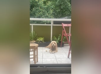 Lotti – bezaubernde Cocker Spaniel-Hündin sucht ihr Für-immer-Zuhause 