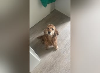 Lotti – bezaubernde Cocker Spaniel-Hündin sucht ihr Für-immer-Zuhause 