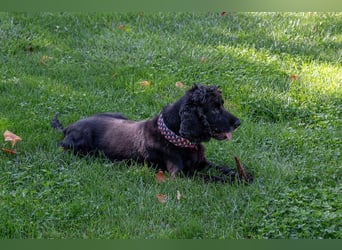 Hübscher ODIN-freundlicher,ruhiger,menschenbezogener liebenswerter Bub sucht noch einmal ein Zuhause