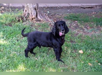 Hübscher ODIN-freundlicher,ruhiger,menschenbezogener liebenswerter Bub sucht noch einmal ein Zuhause