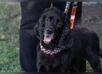 Hübscher ODIN-freundlicher,ruhiger,menschenbezogener liebenswerter Bub sucht noch einmal ein Zuhause