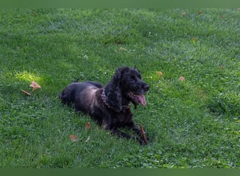 Hübscher ODIN-freundlicher,ruhiger,menschenbezogener liebenswerter Bub sucht noch einmal ein Zuhause