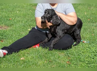 Hübscher ODIN-freundlicher,ruhiger,menschenbezogener liebenswerter Bub sucht noch einmal ein Zuhause