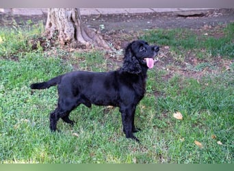 Hübscher ODIN-freundlicher,ruhiger,menschenbezogener liebenswerter Bub sucht noch einmal ein Zuhause
