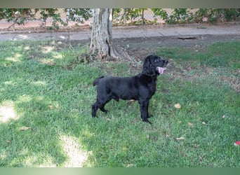 Hübscher ODIN-freundlicher,ruhiger,menschenbezogener liebenswerter Bub sucht noch einmal ein Zuhause