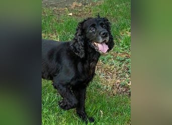 Hübscher ODIN-freundlicher,ruhiger,menschenbezogener liebenswerter Bub sucht noch einmal ein Zuhause