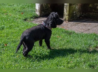 Hübscher ODIN-freundlicher,ruhiger,menschenbezogener liebenswerter Bub sucht noch einmal ein Zuhause
