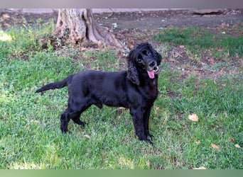 Hübscher ODIN-freundlicher,ruhiger,menschenbezogener liebenswerter Bub sucht noch einmal ein Zuhause