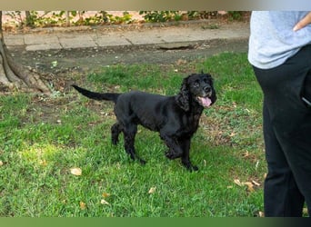 Hübscher ODIN-freundlicher,ruhiger,menschenbezogener liebenswerter Bub sucht noch einmal ein Zuhause