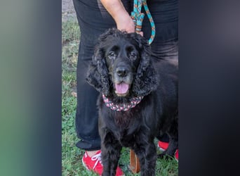 Hübscher ODIN-freundlicher,ruhiger,menschenbezogener liebenswerter Bub sucht noch einmal ein Zuhause