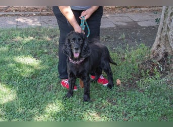 Hübscher ODIN-freundlicher,ruhiger,menschenbezogener liebenswerter Bub sucht noch einmal ein Zuhause
