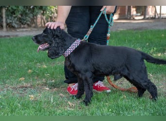 Hübscher ODIN-freundlicher,ruhiger,menschenbezogener liebenswerter Bub sucht noch einmal ein Zuhause
