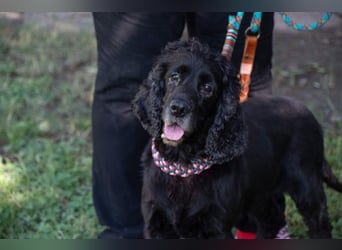 Hübscher ODIN-freundlicher,ruhiger,menschenbezogener liebenswerter Bub sucht noch einmal ein Zuhause